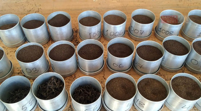  শ্রীমঙ্গলে ১৫শ টাকায় বিক্রি গ্রিন টি 